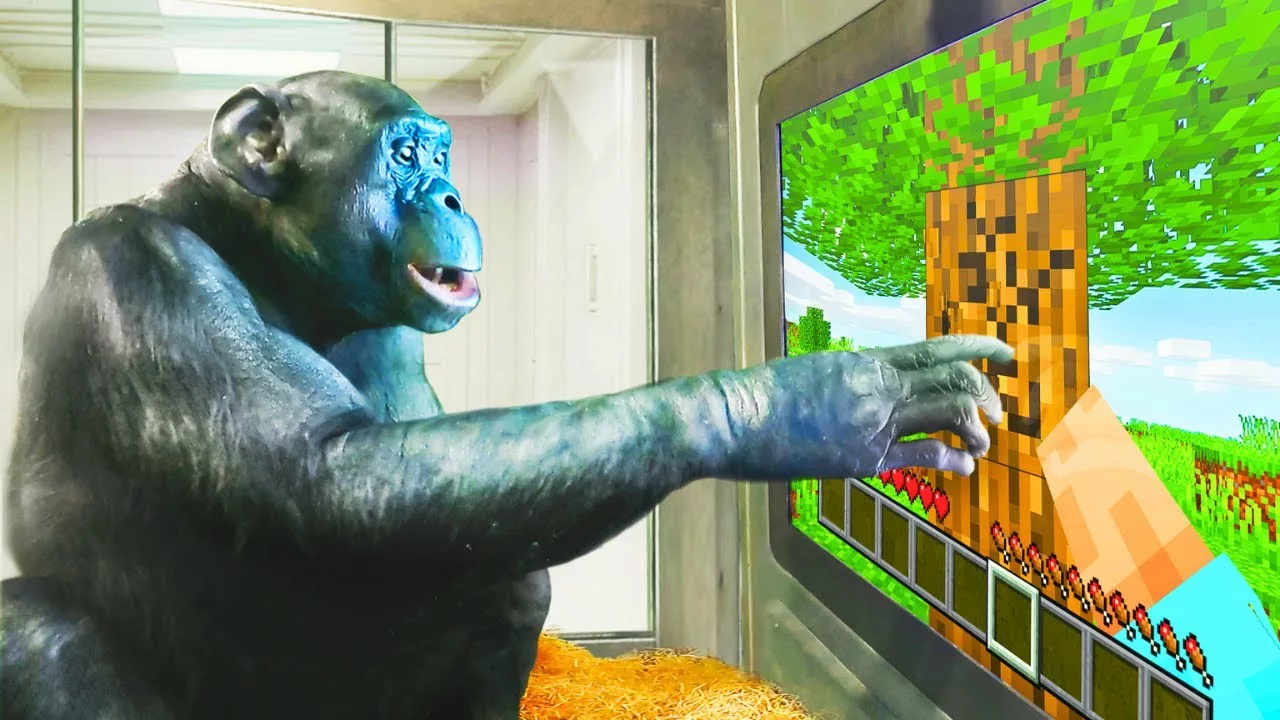Kanzi, le singe qui a fini Minecraft