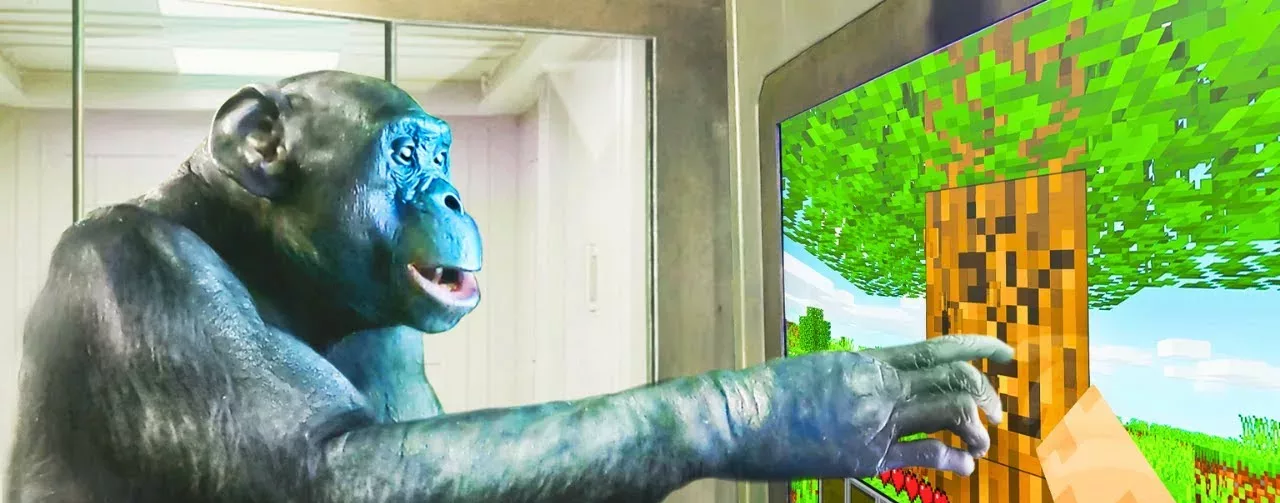 Kanzi, le singe qui a fini Minecraft